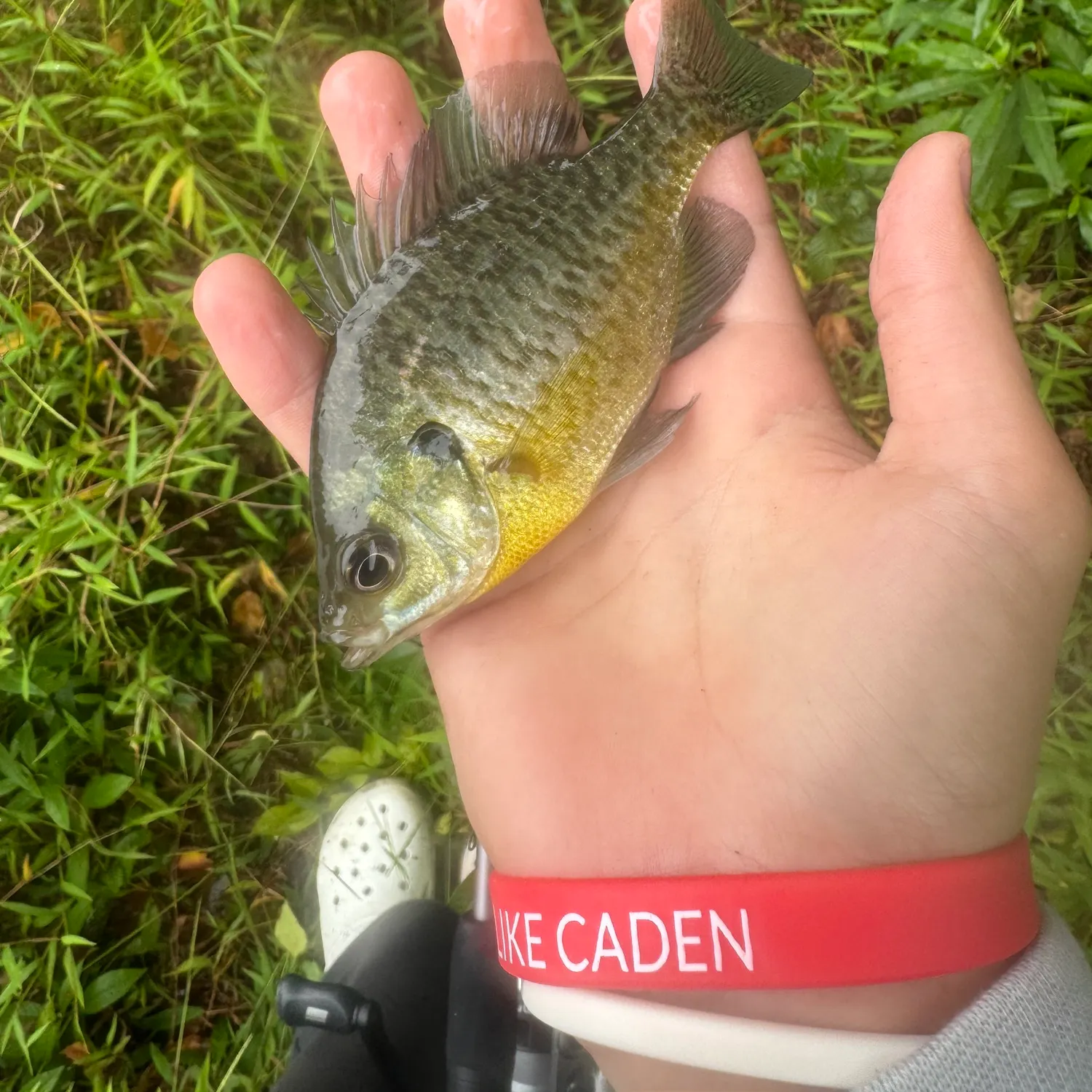 Bluegill caught on Fishbrain