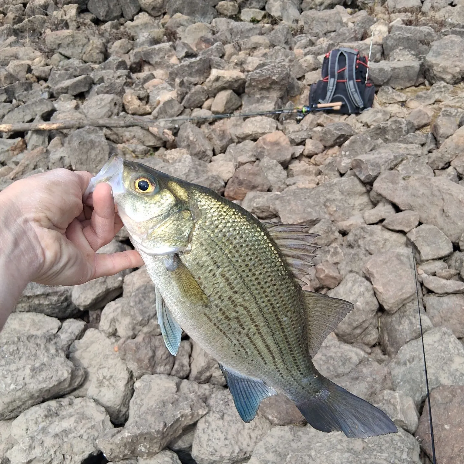 The most recent White bass catches on Fishbrain