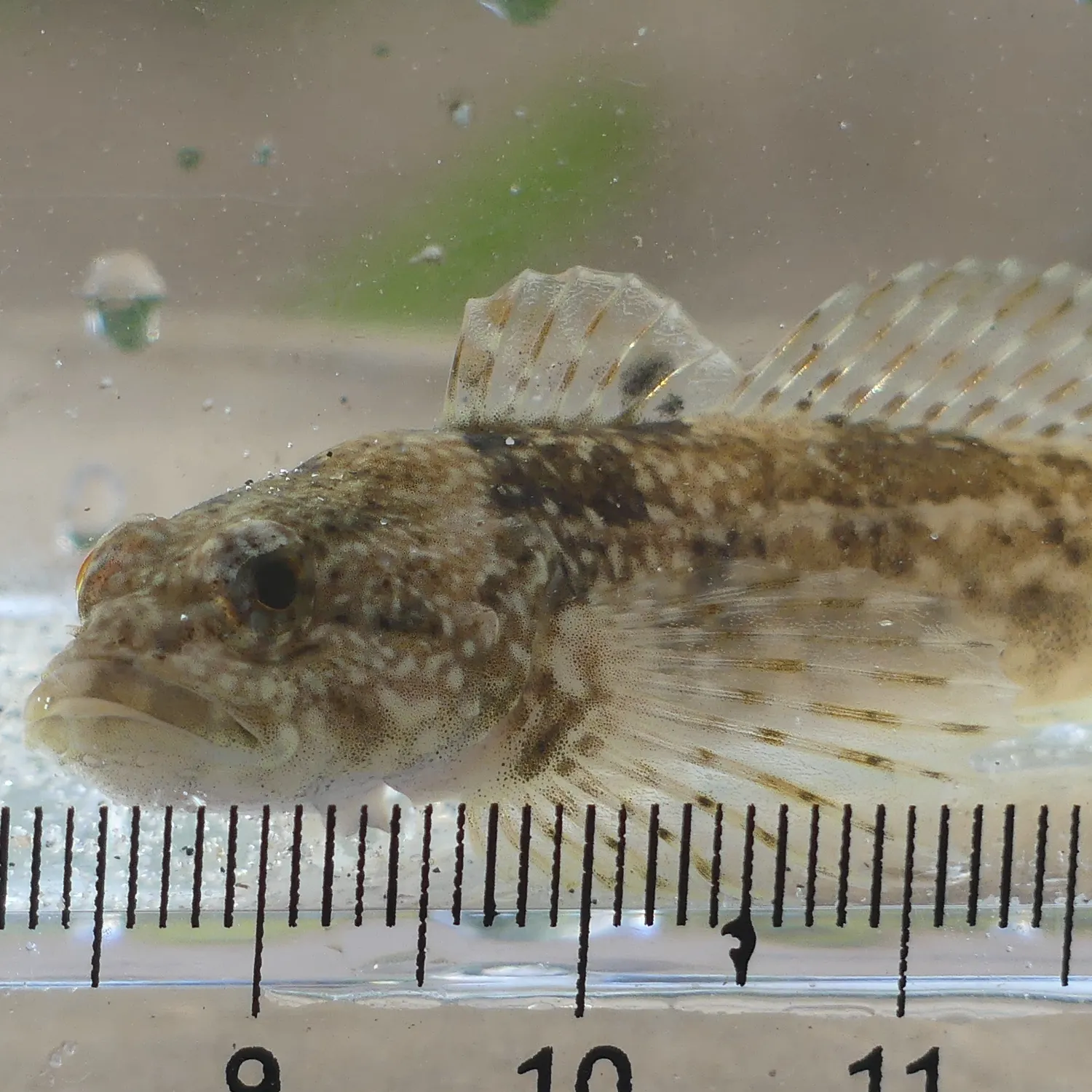 The most recent Slimy sculpin catches on Fishbrain