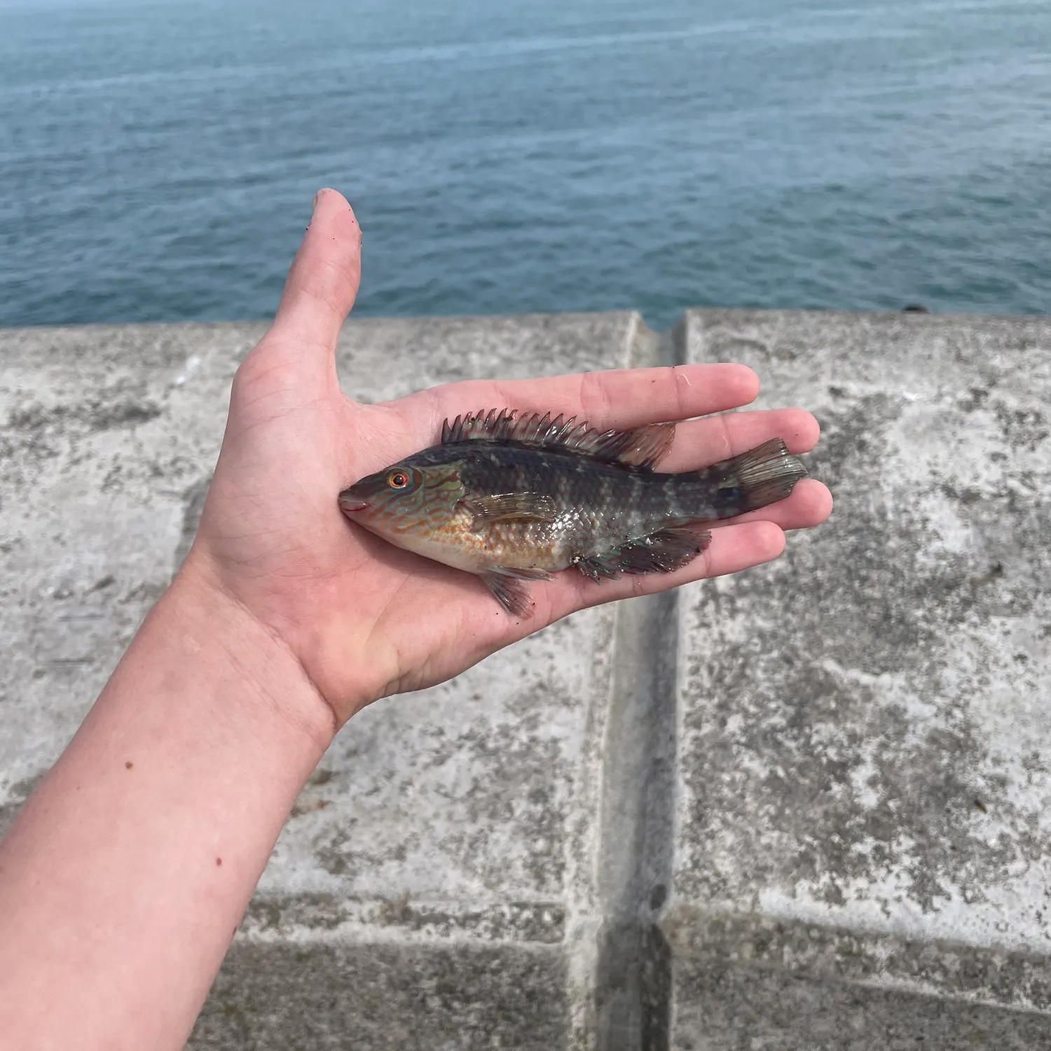 The most recent Corkwing wrasse catches on Fishbrain