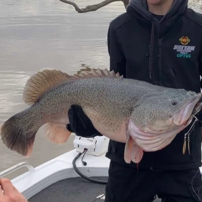The most recent Murray cod catches on Fishbrain