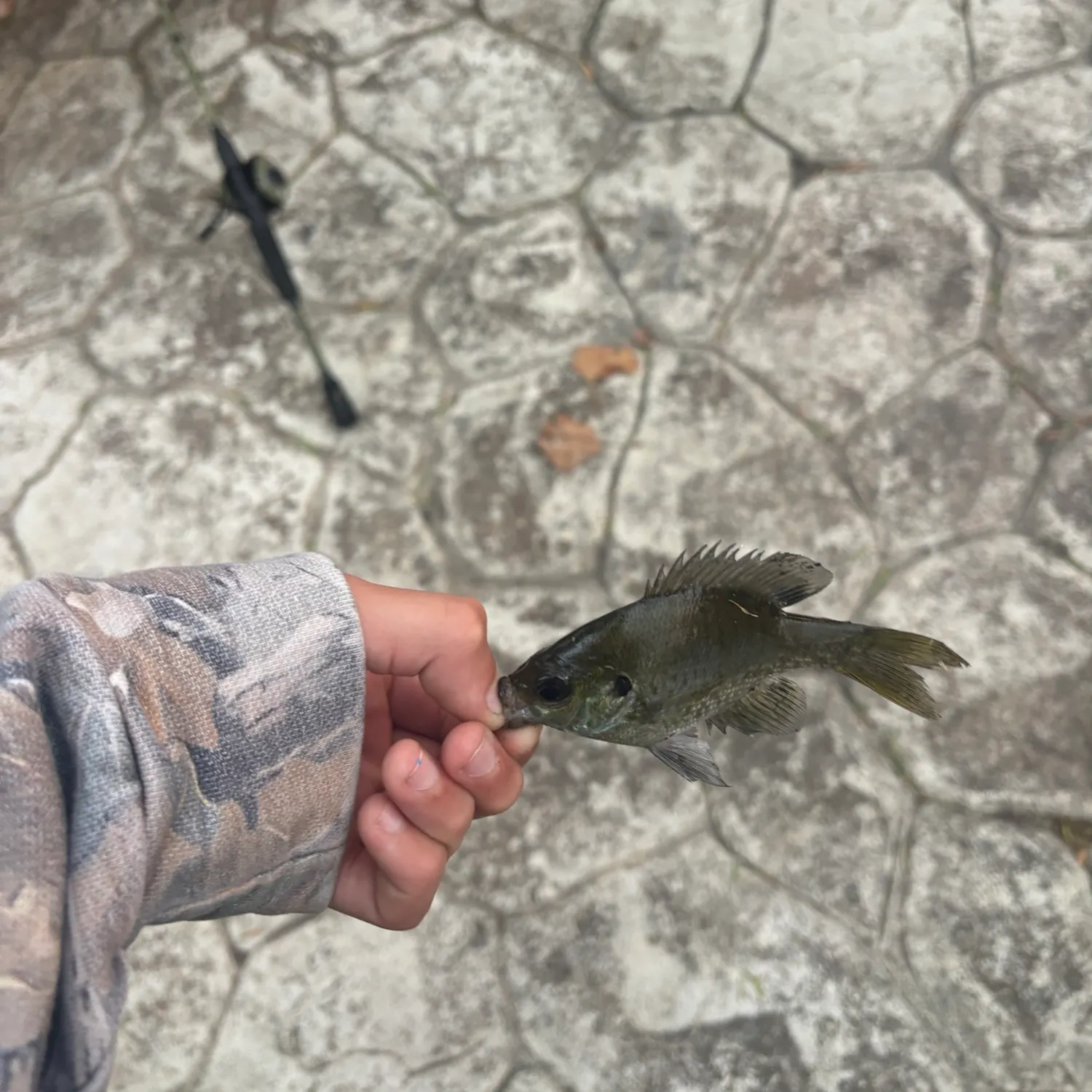 Bluegill caught on Fishbrain