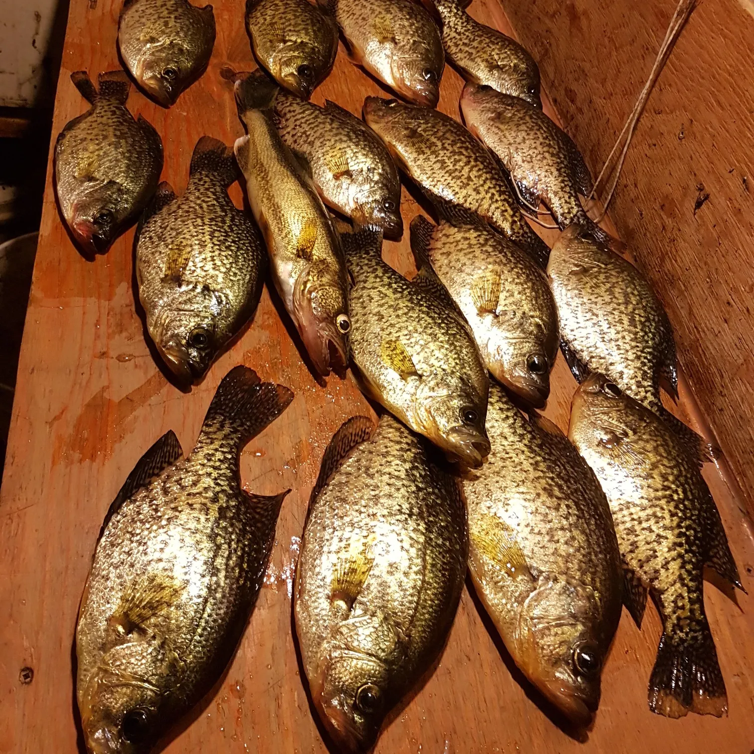 recently logged catches