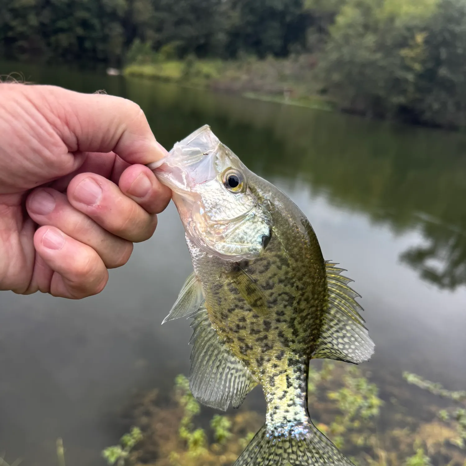 Black crappie caught on Fishbrain