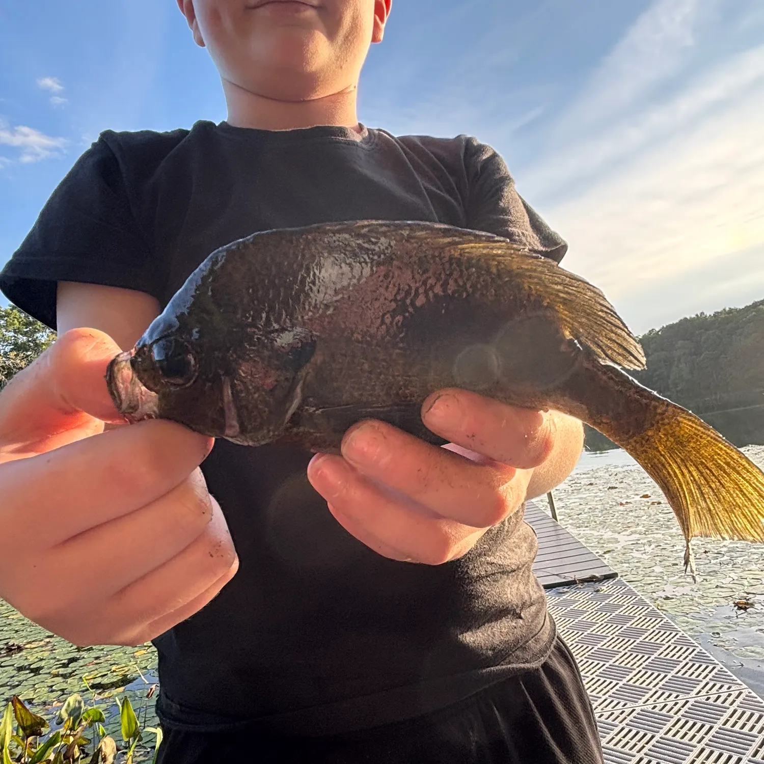 Bluegill caught on Fishbrain