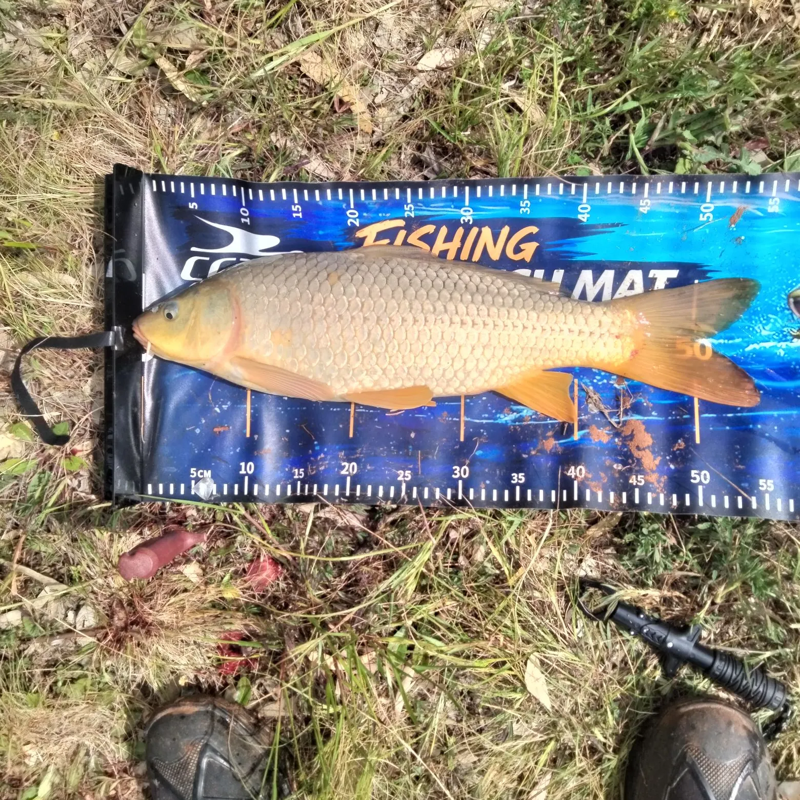 Common carp caught on Fishbrain