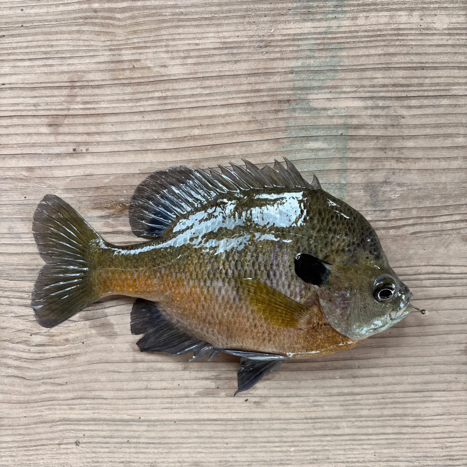 Bluegill caught on Fishbrain
