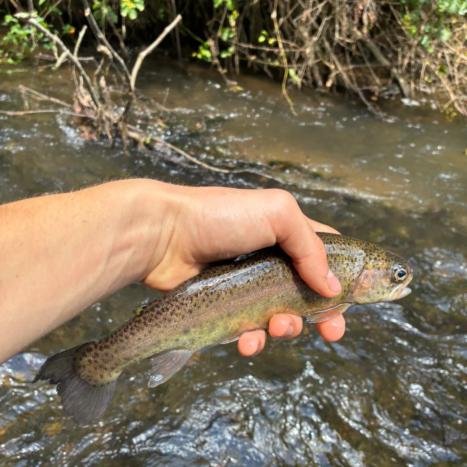 Rainbow trout caught on Fishbrain