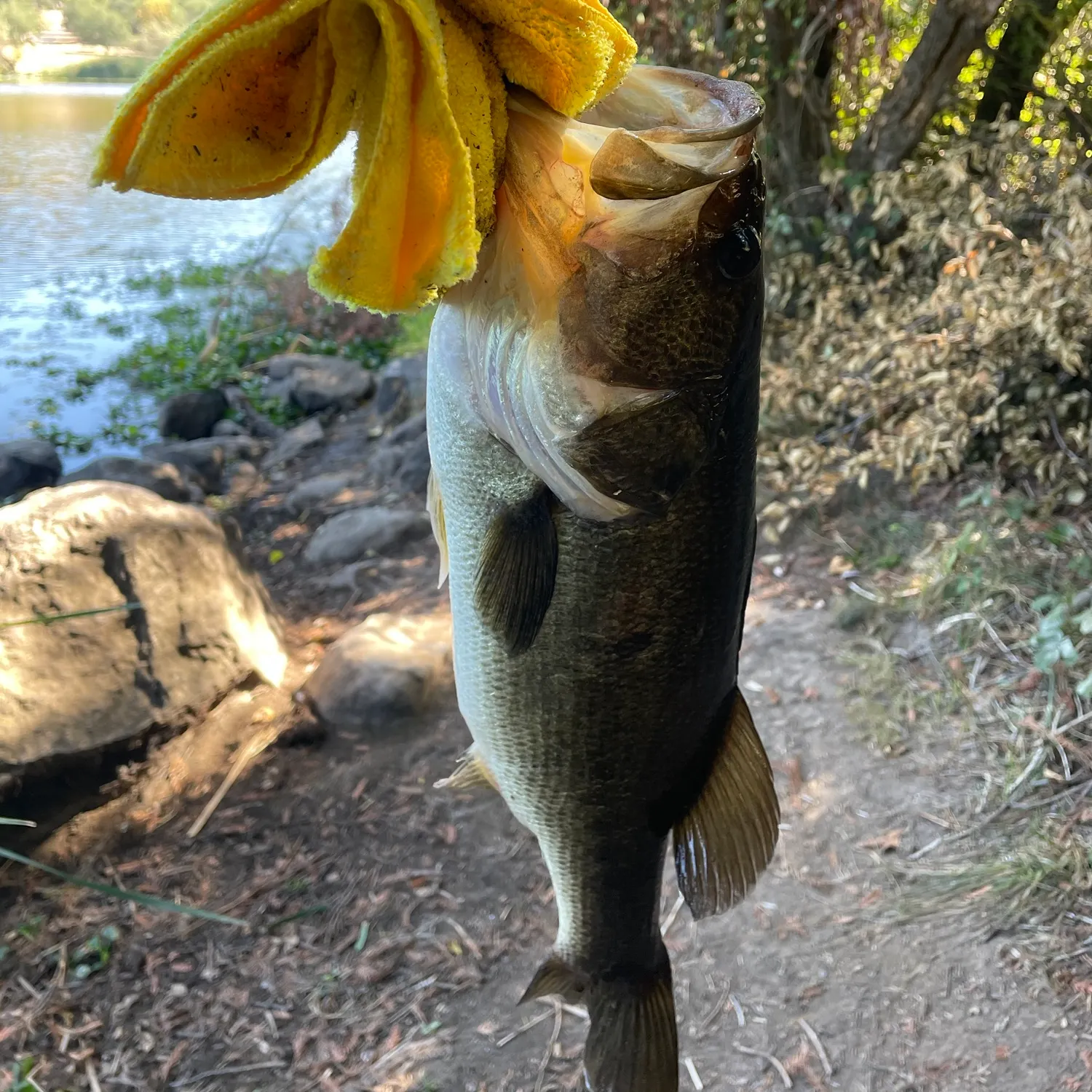 catch
