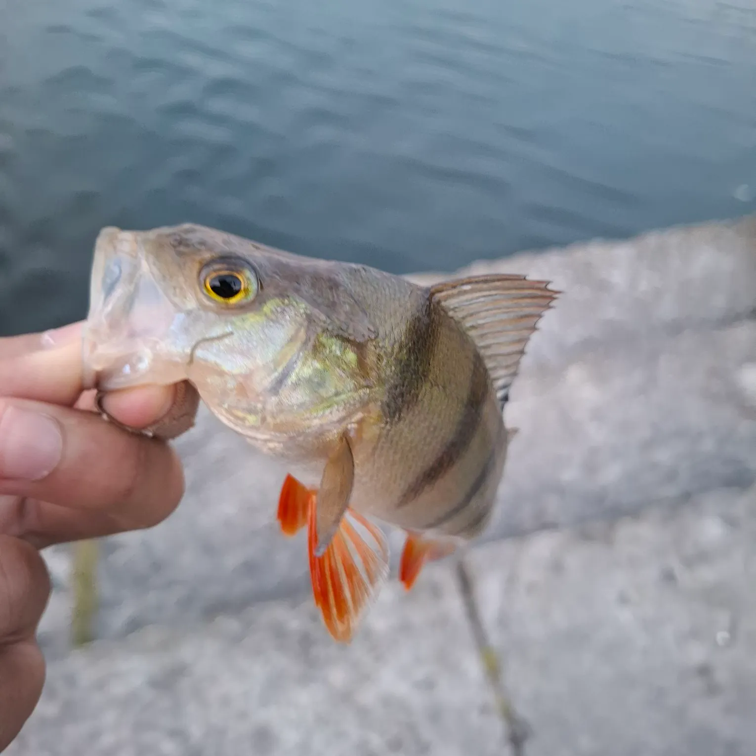 European perch caught on Fishbrain