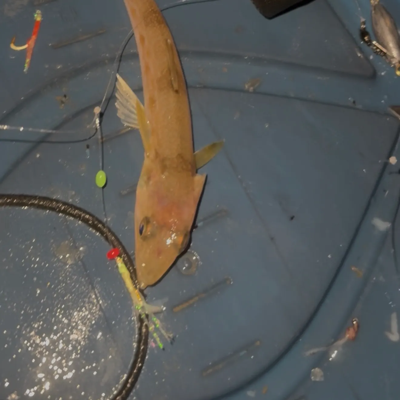 The most recent California lizardfish catches on Fishbrain
