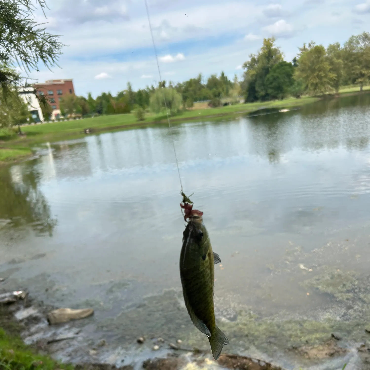 Bluegill caught on Fishbrain