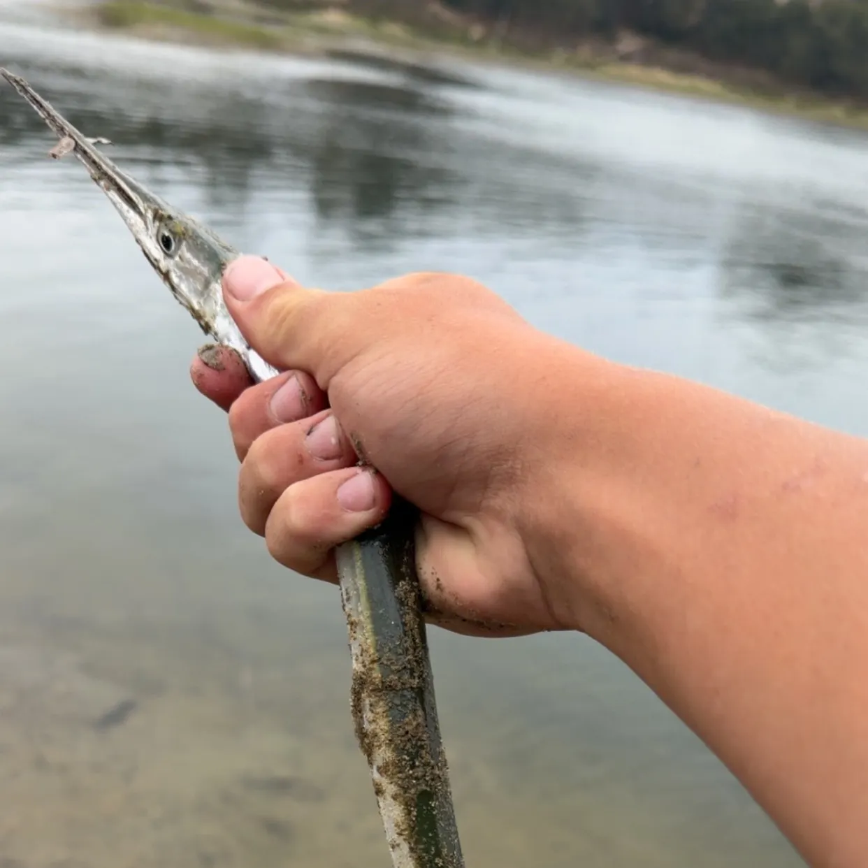 The most recent California needlefish catches on Fishbrain