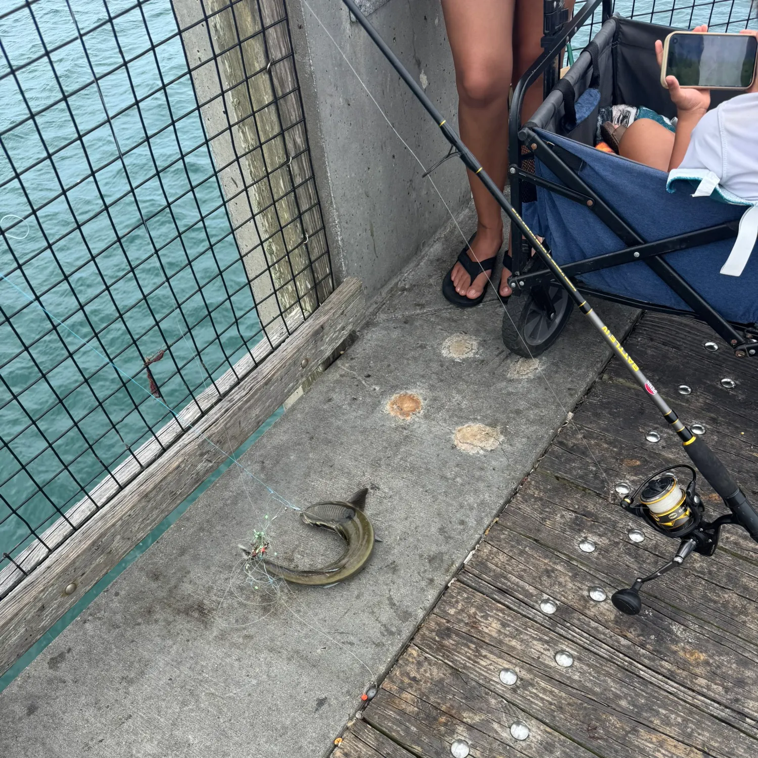 The most recent Live sharksucker catches on Fishbrain