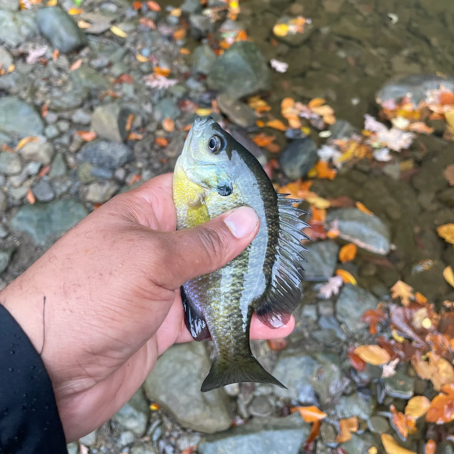 Bluegill caught on Fishbrain