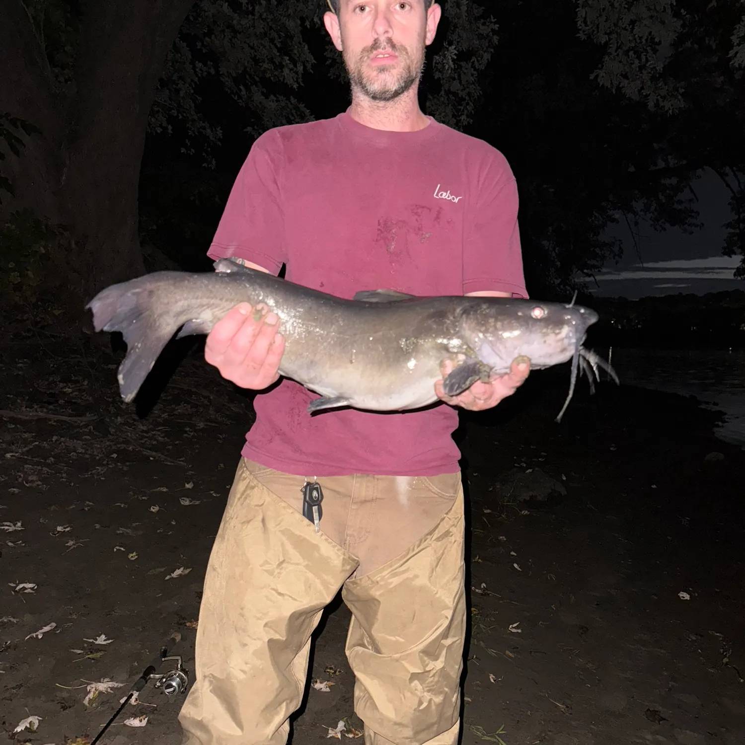 Channel catfish caught on Fishbrain