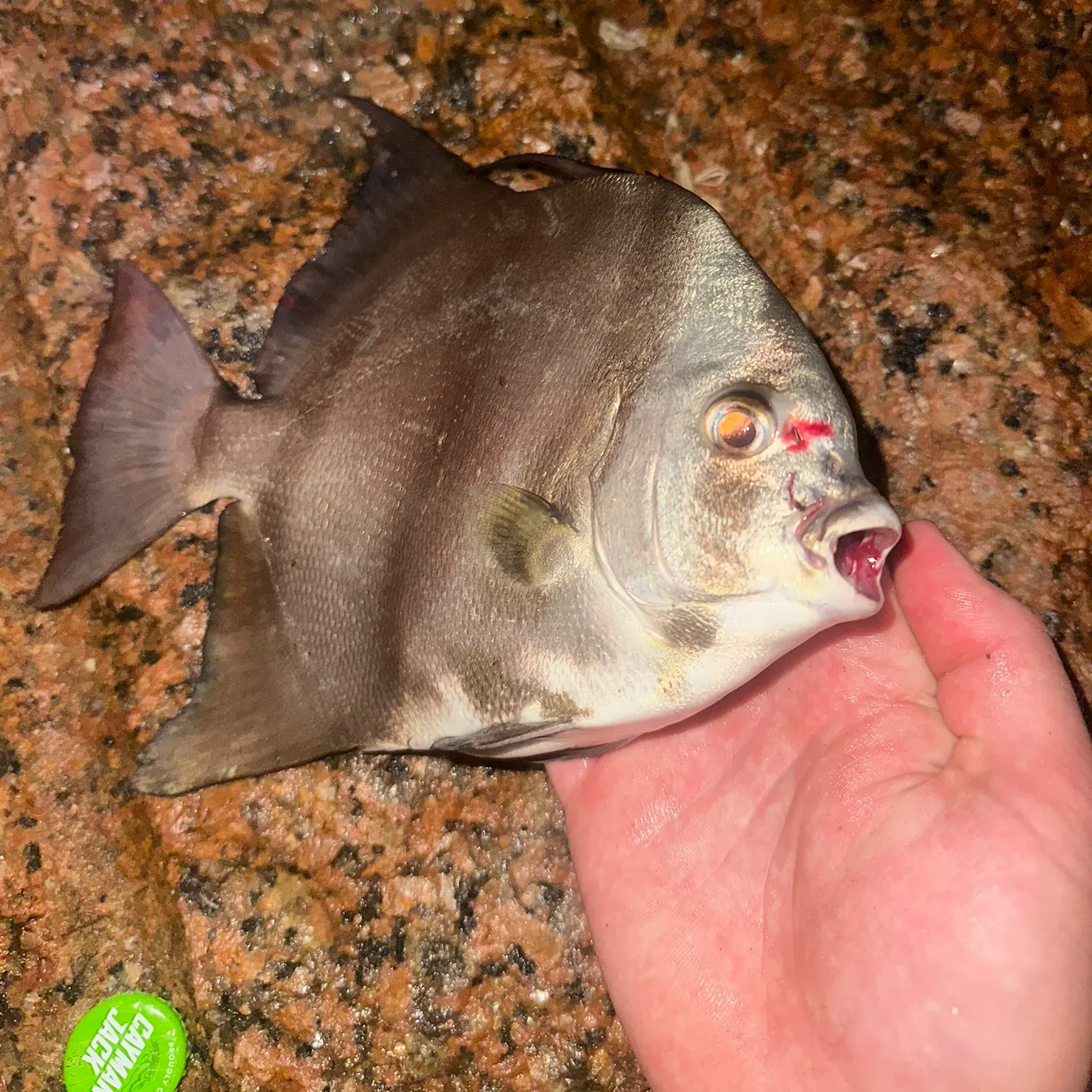 Atlantic spadefish caught on Fishbrain