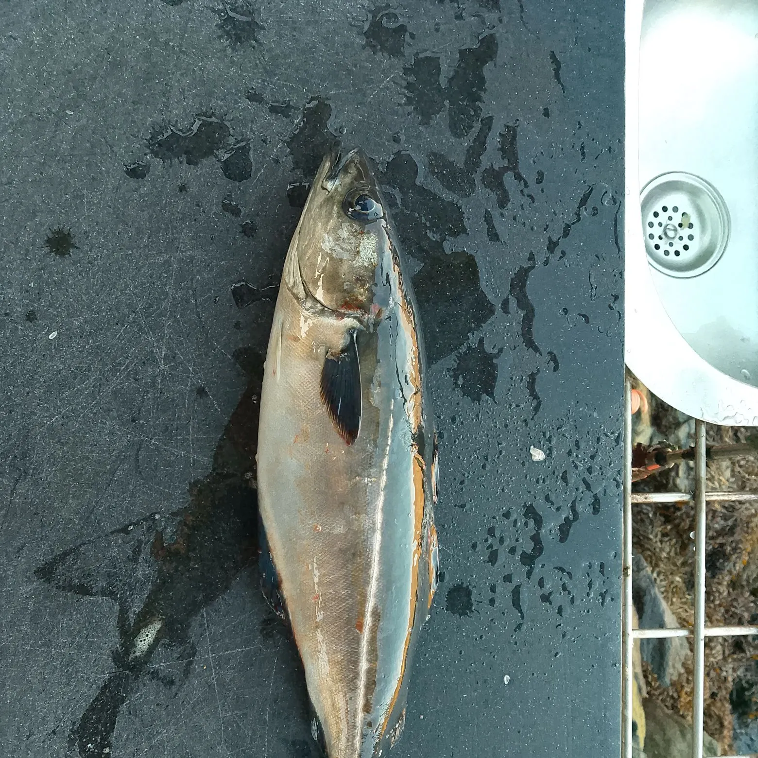Atlantic pollock caught on Fishbrain
