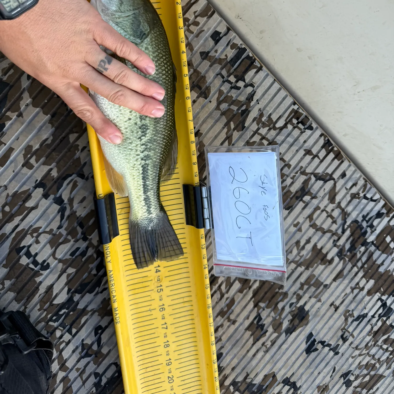 Largemouth bass caught on Fishbrain