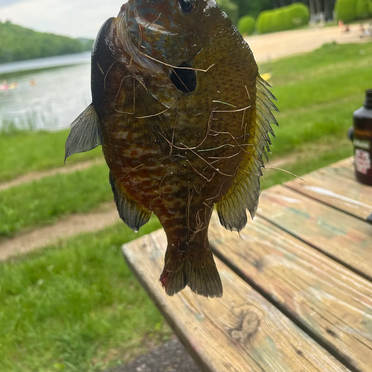 catch