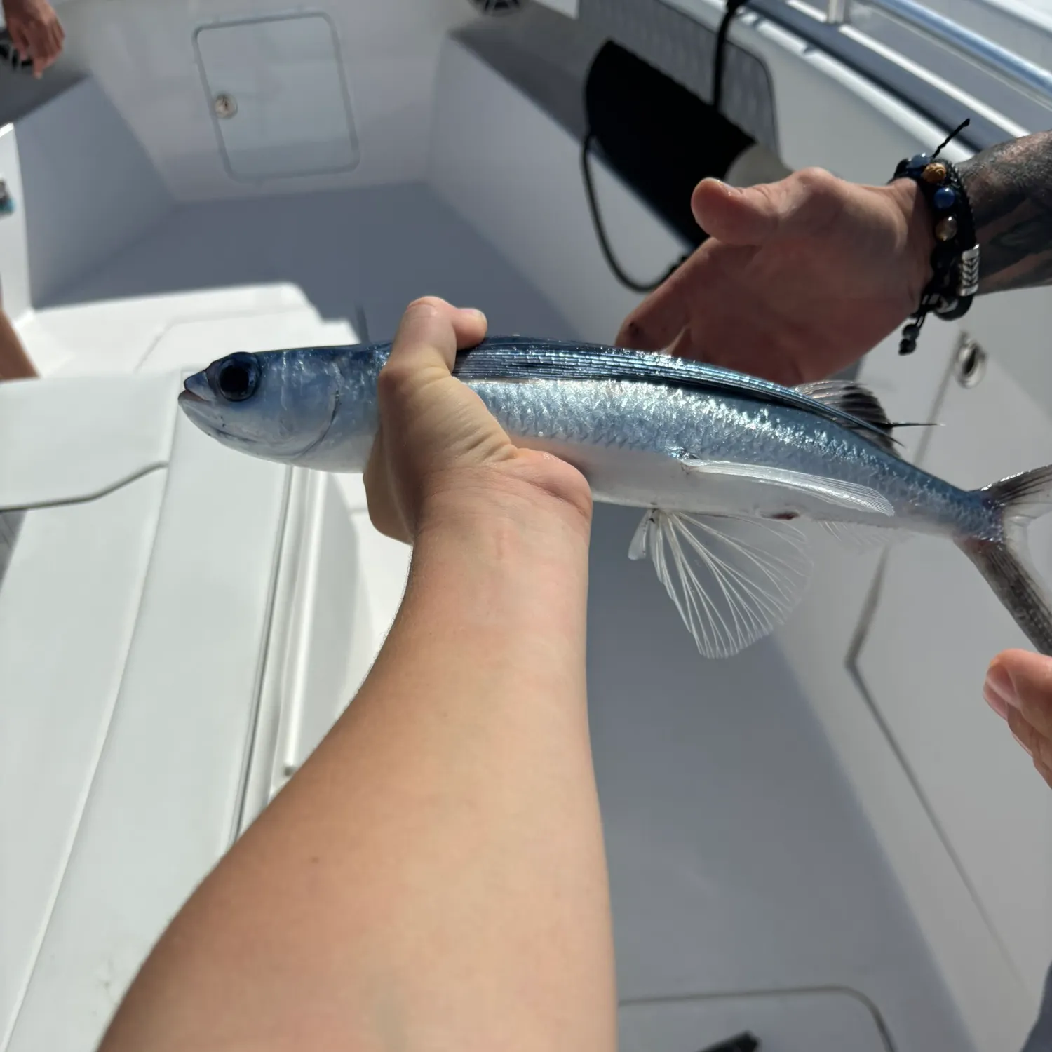 The most recent Bennett's flyingfish catches on Fishbrain