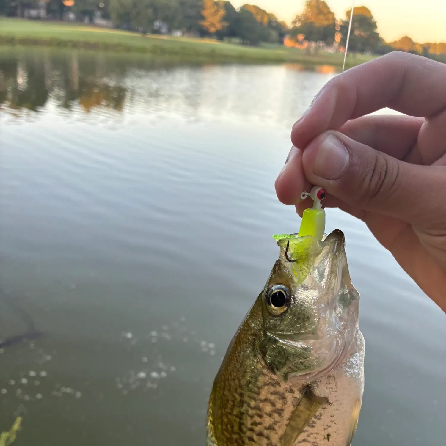 Black crappie caught on Fishbrain