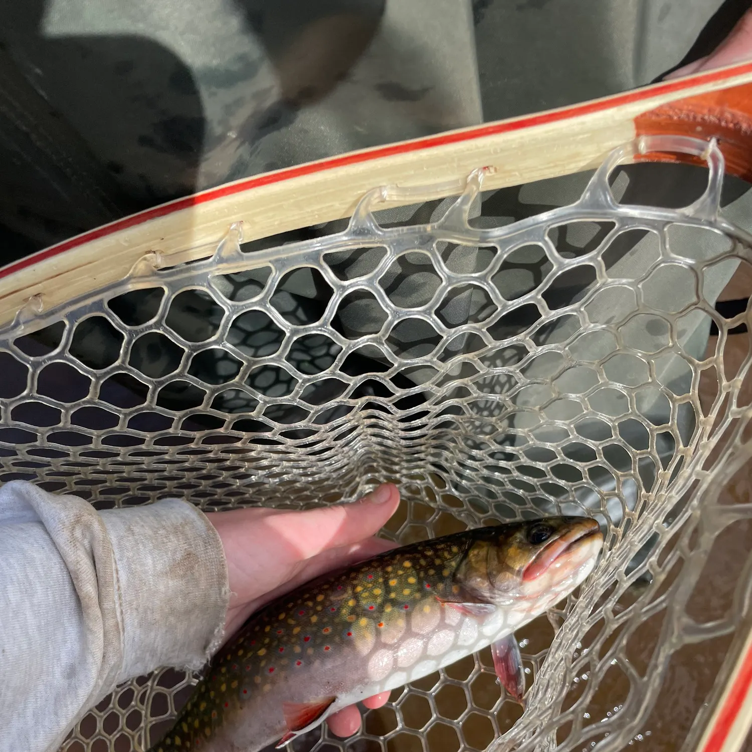 Brook trout caught on Fishbrain