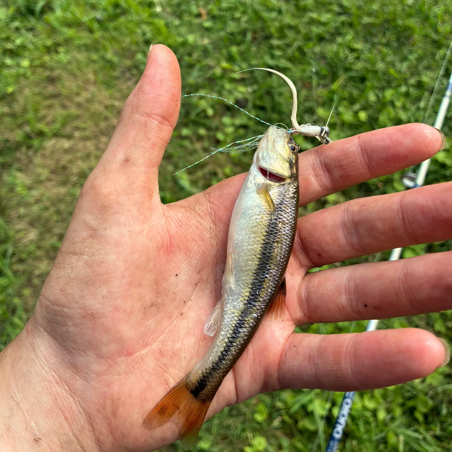 Creek chub caught on Fishbrain