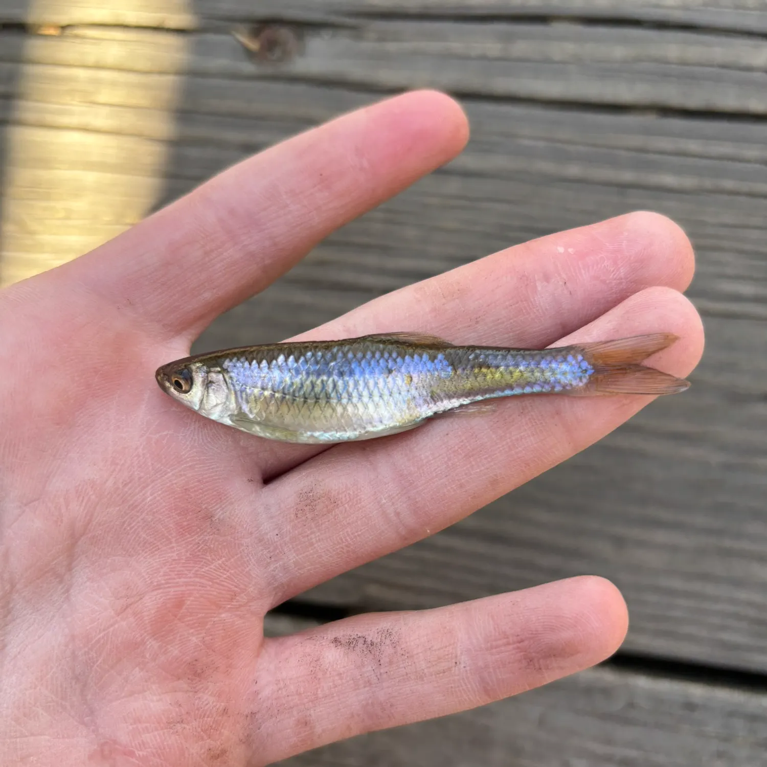 The most recent Plateau shiner catches on Fishbrain