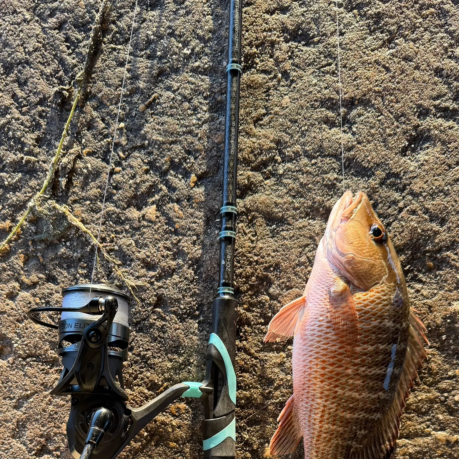 The most recent Mangrove snapper catches on Fishbrain