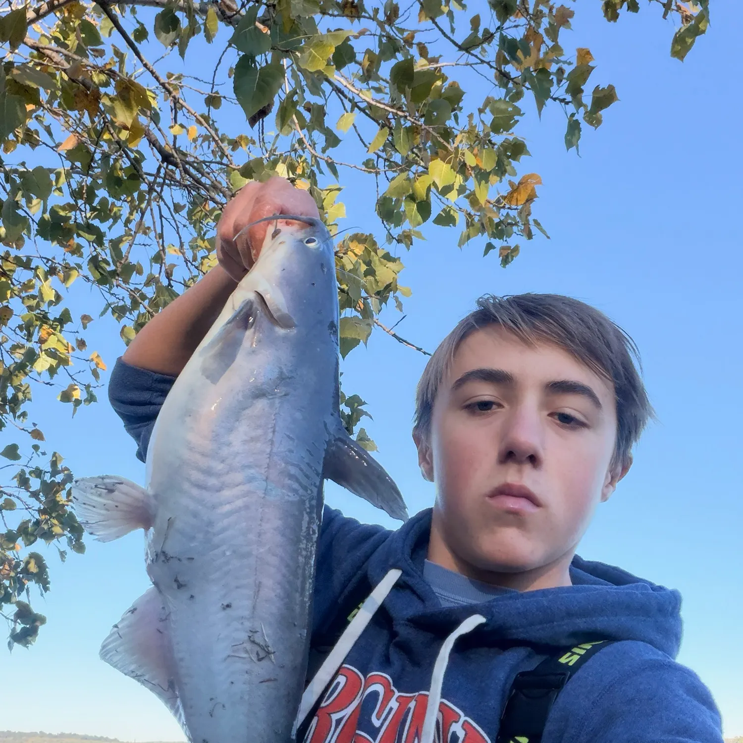Blue catfish caught on Fishbrain