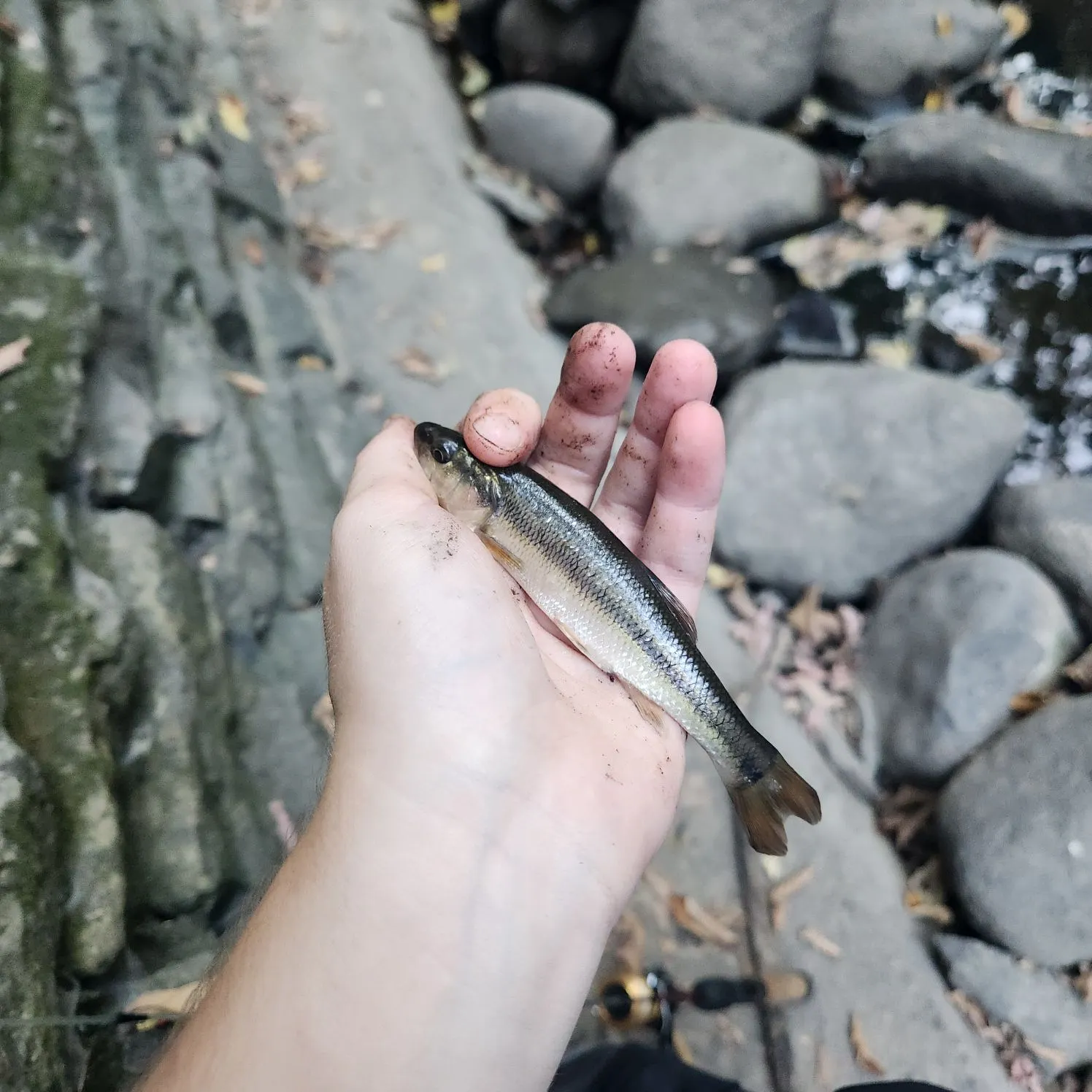 Creek chub caught on Fishbrain