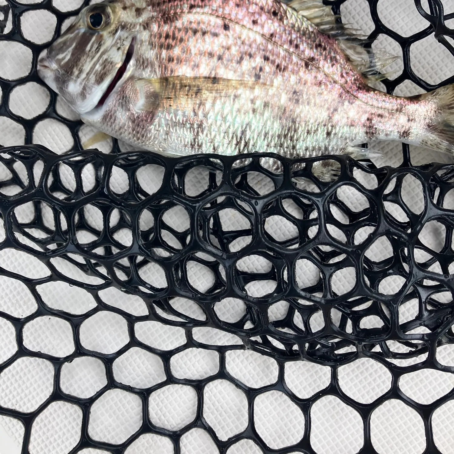 The most recent Saucereye porgy catches on Fishbrain