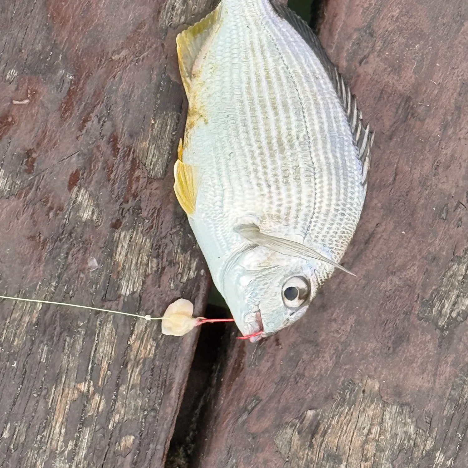 Goldlined seabream caught on Fishbrain
