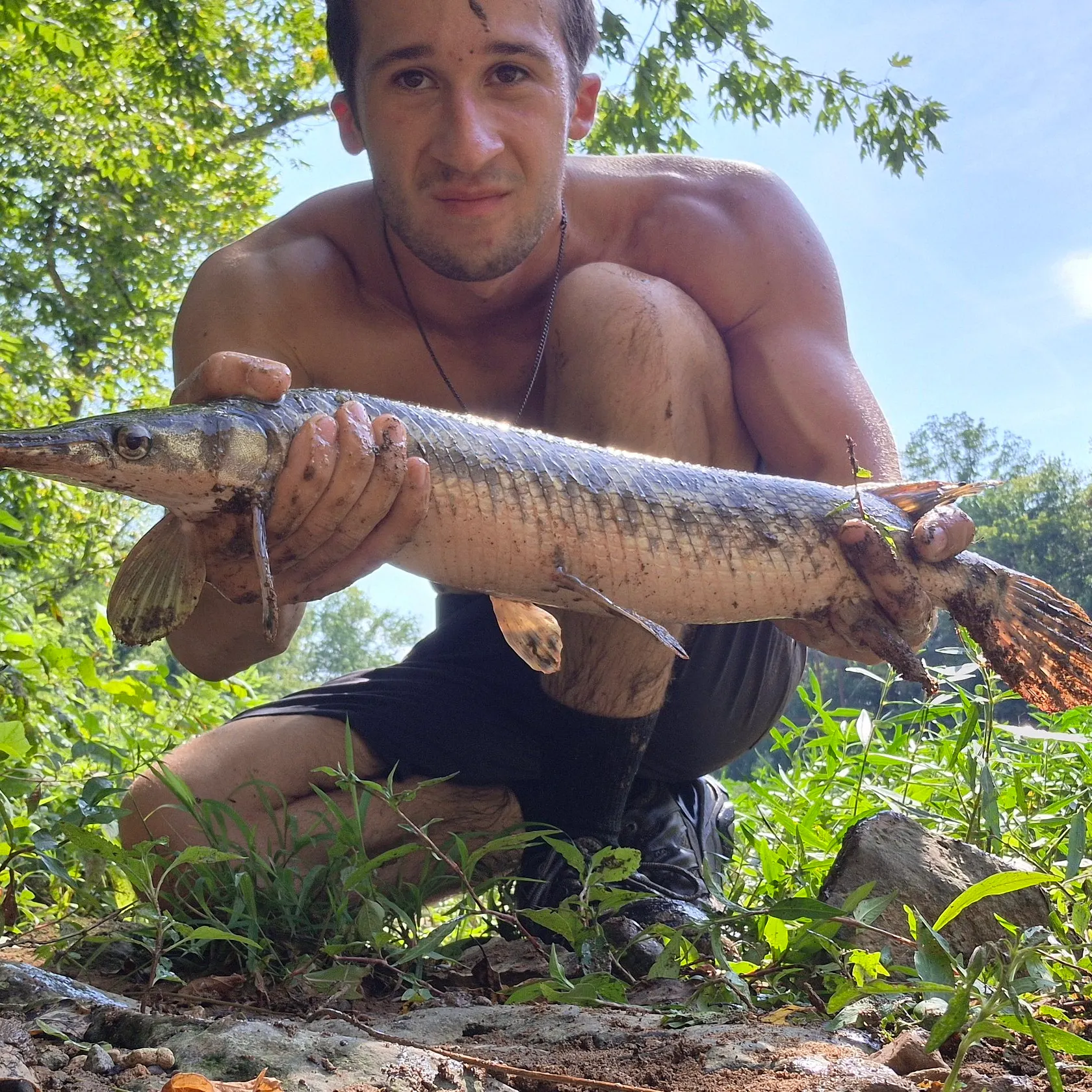 The most recent Spotted gar catches on Fishbrain