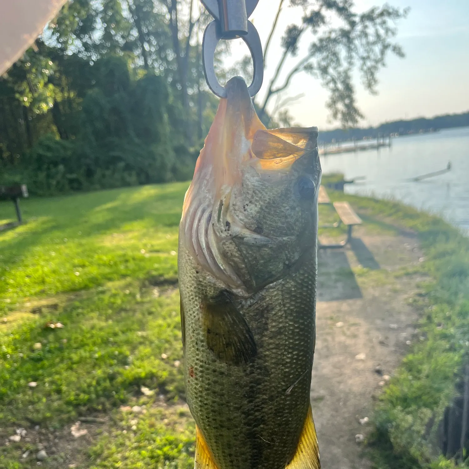 Largemouth bass caught on Fishbrain