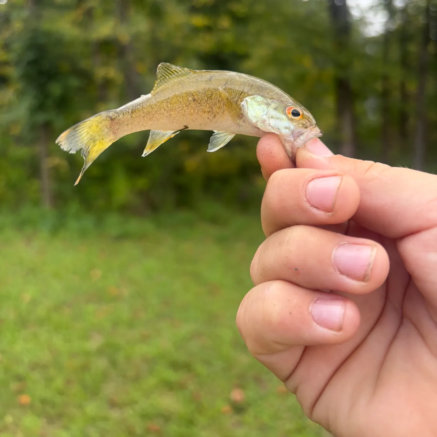 Smallmouth bass caught on Fishbrain
