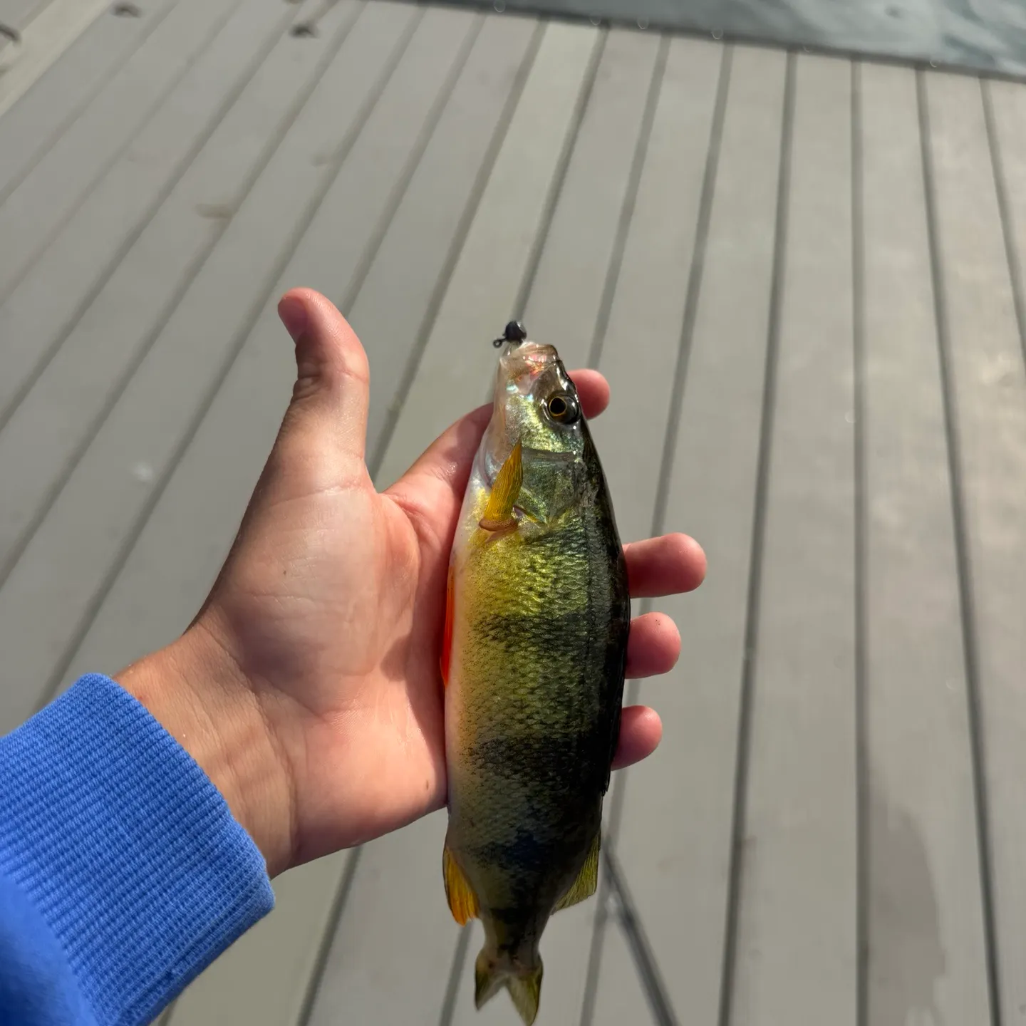 Yellow perch caught on Fishbrain
