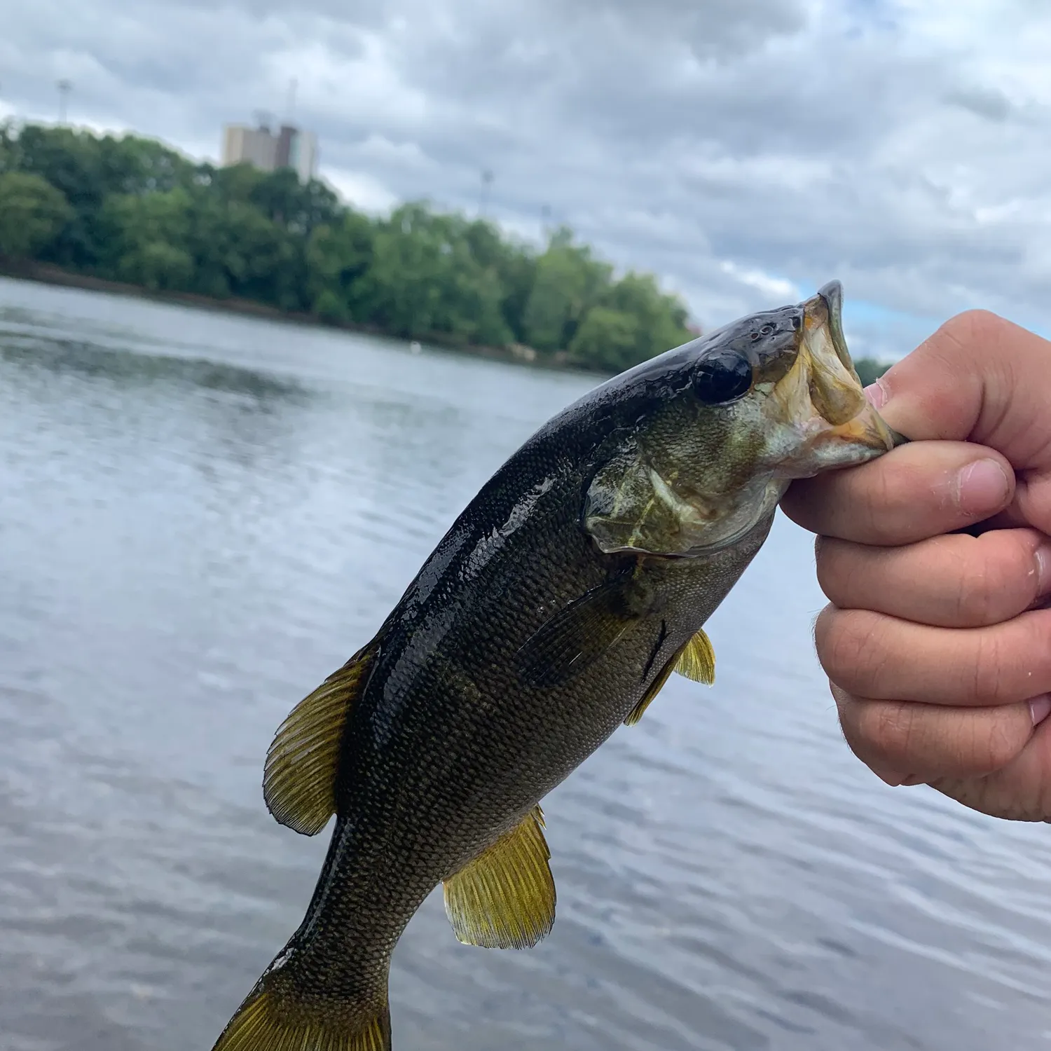 Smallmouth bass caught on Fishbrain