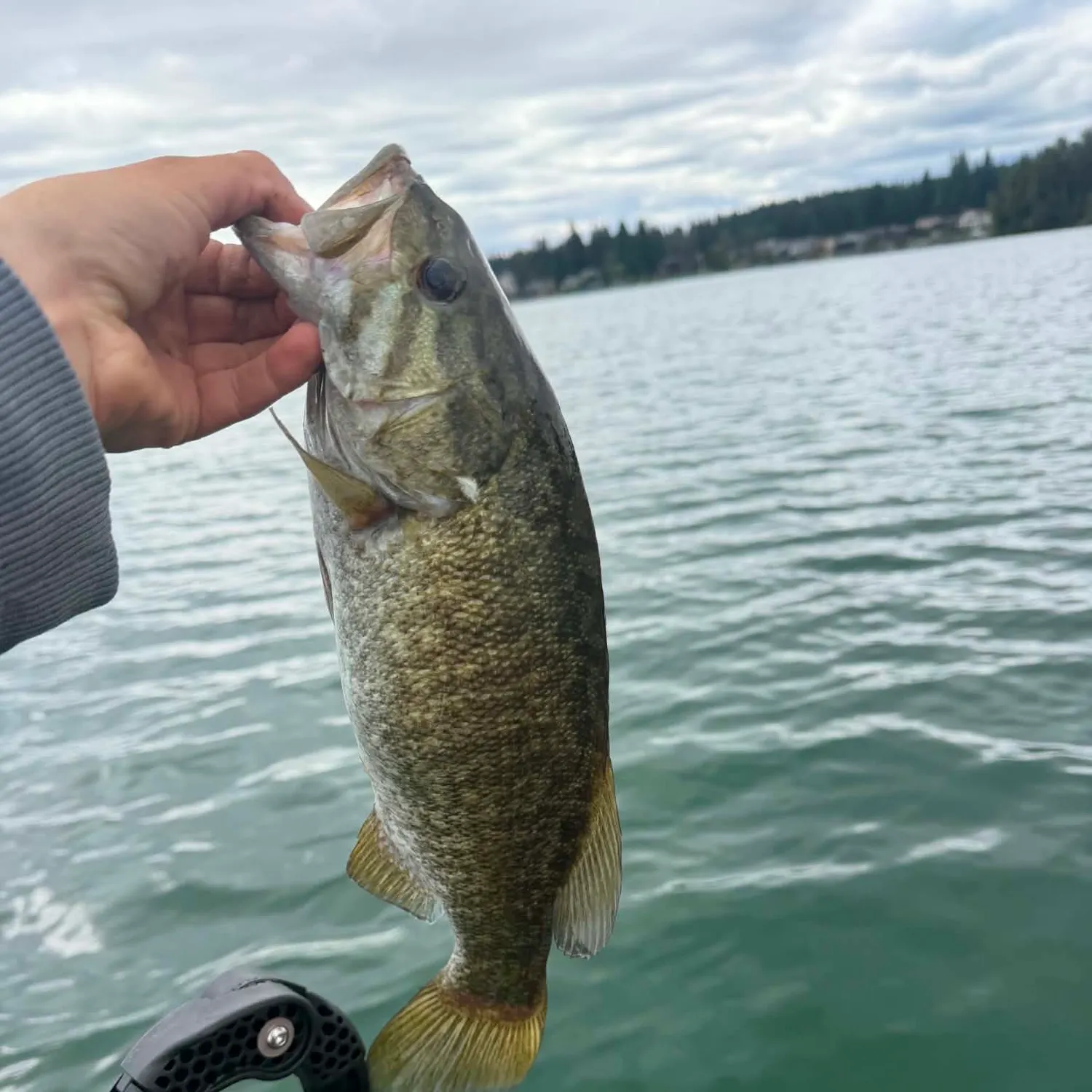 Smallmouth bass caught on Fishbrain