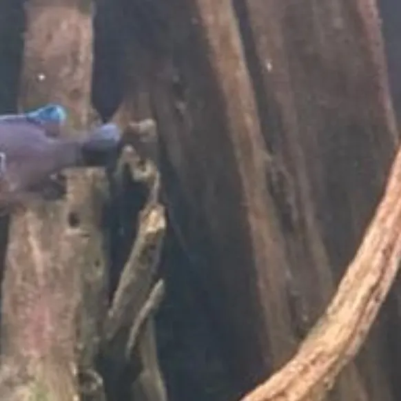 The most recent Dollar sunfish catches on Fishbrain