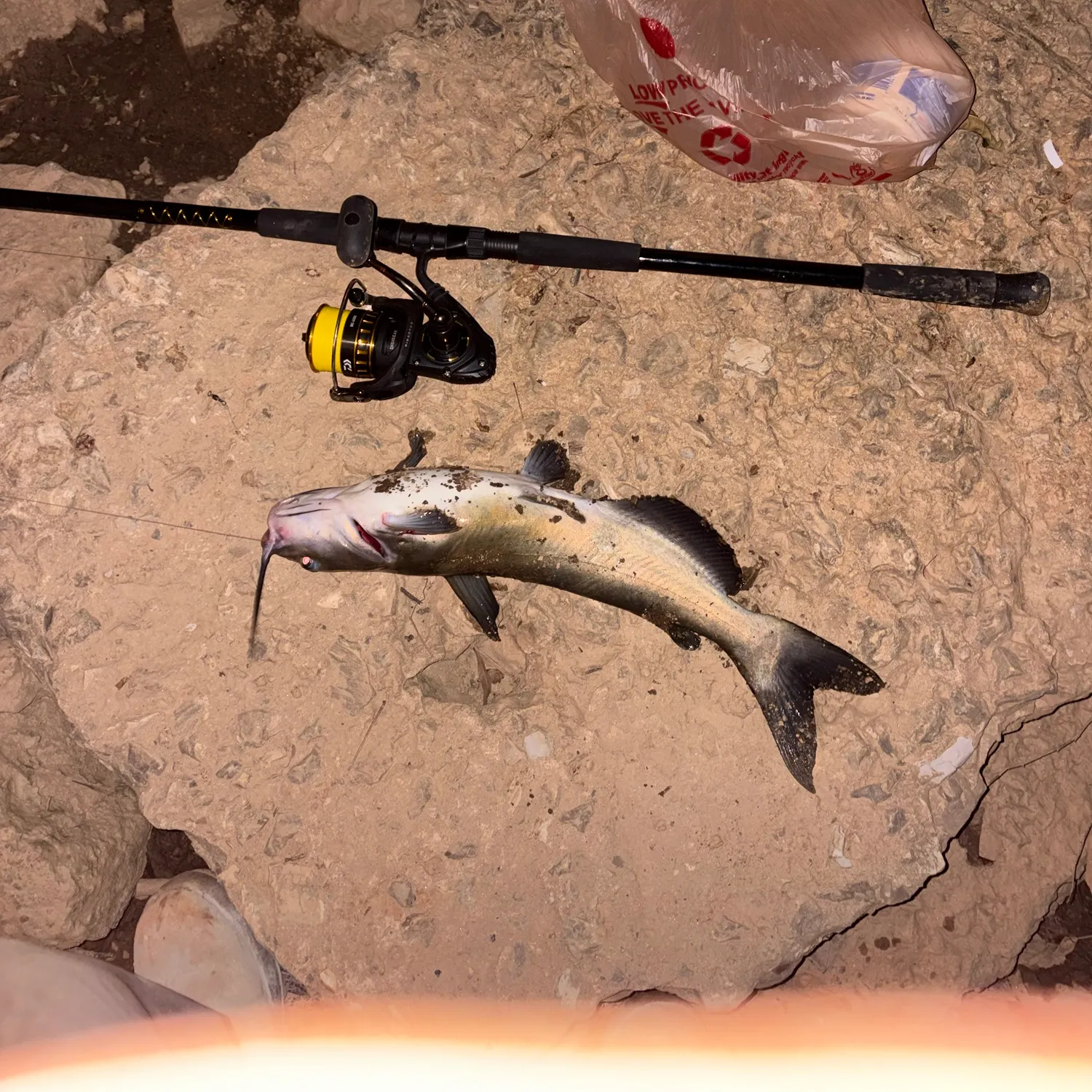 Channel catfish caught on Fishbrain