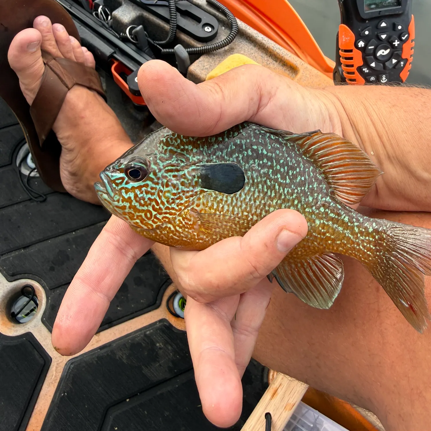 Longear sunfish caught on Fishbrain