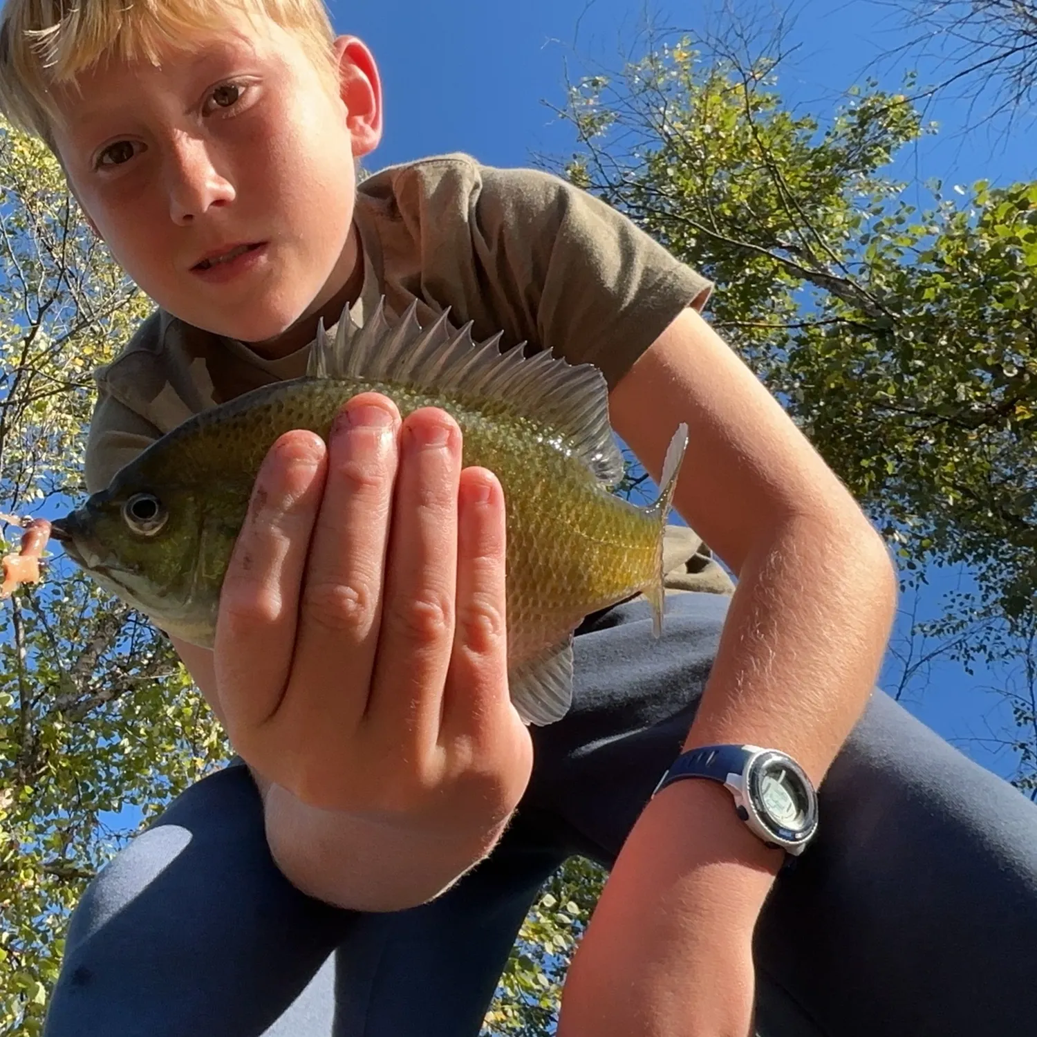 Bluegill caught on Fishbrain