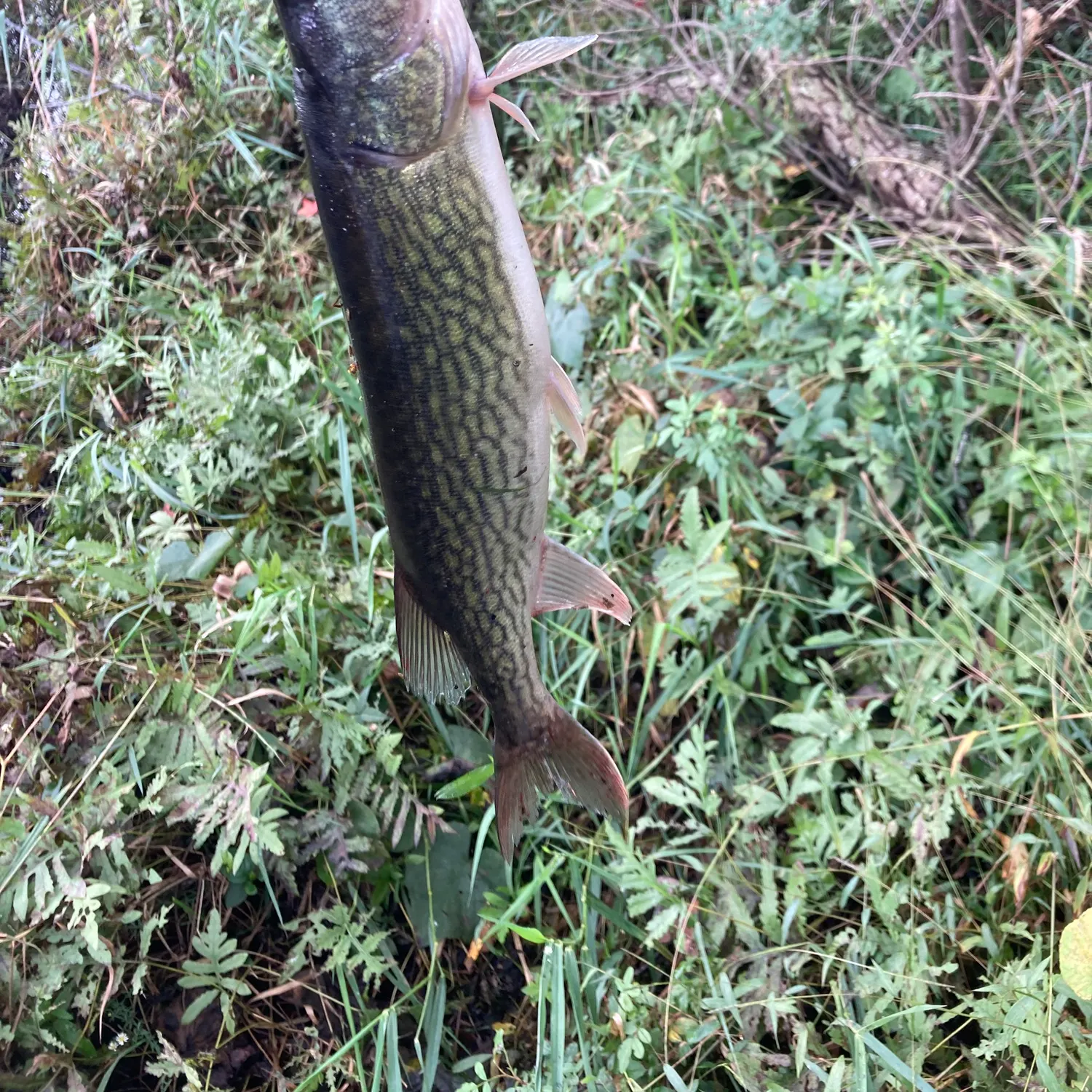 Chain pickerel caught on Fishbrain