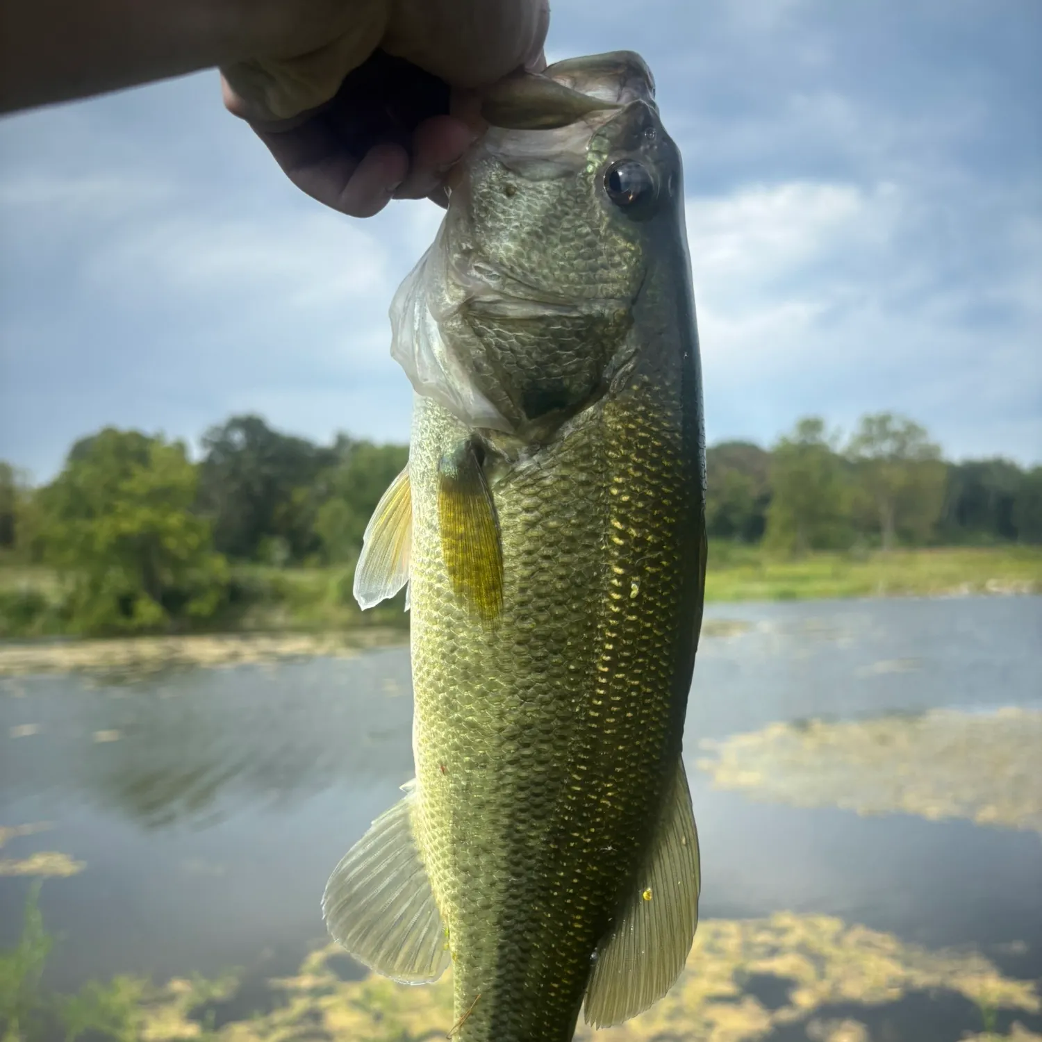 Largemouth bass caught on Fishbrain