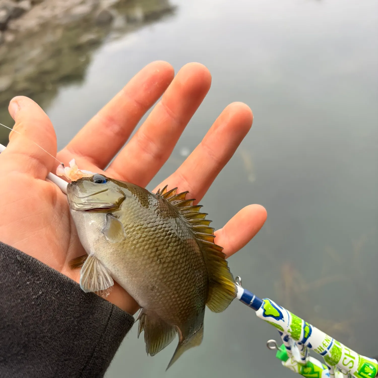 The most recent Opaleye catches on Fishbrain