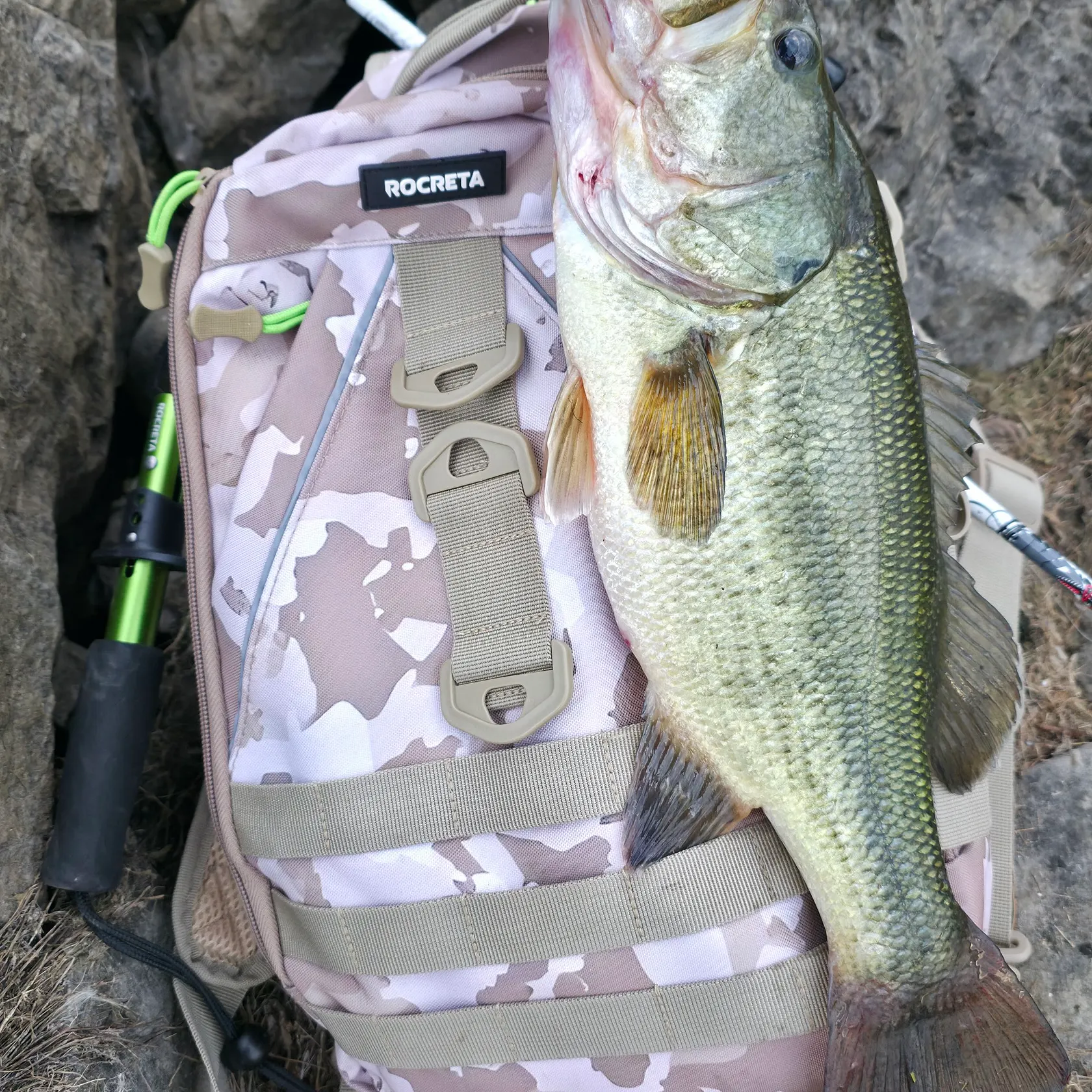 Largemouth bass caught on Fishbrain