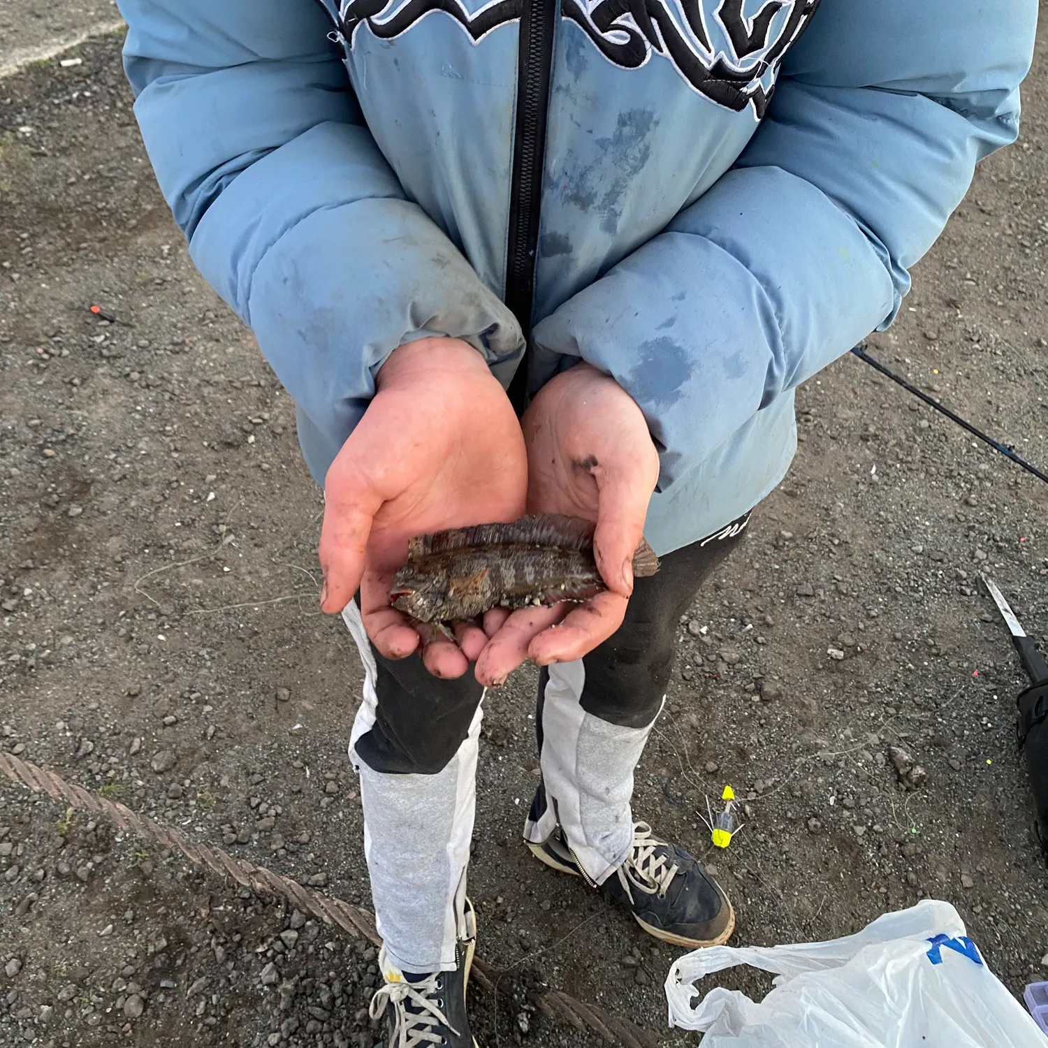 The most recent Shanny catches on Fishbrain