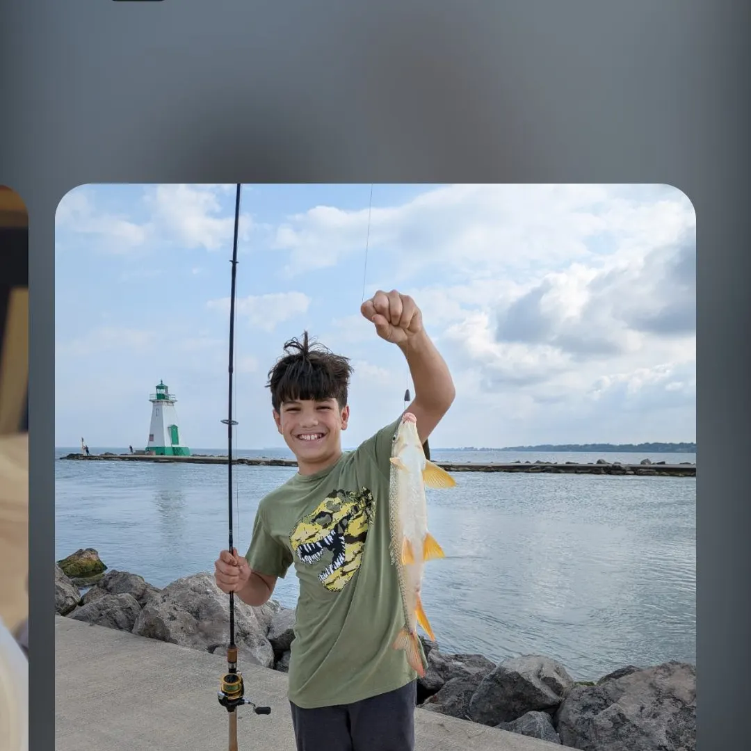 Smallmouth redhorse caught on Fishbrain